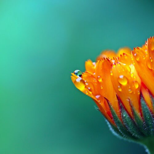 Calendula extract in our products